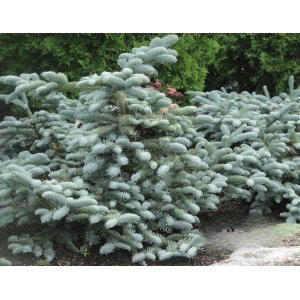 Jedľa vznešená (Abies procera) ´GLAUCA´ - výška 30-40 cm, kont. C5L